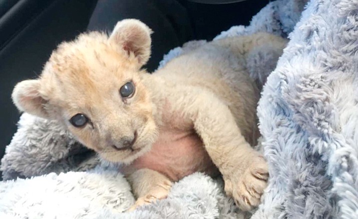 This image released by the Douane Francaise (French Customs) shows a female lion cub found in a garage in Marseille, southern France. (Douane Francaise via AP)