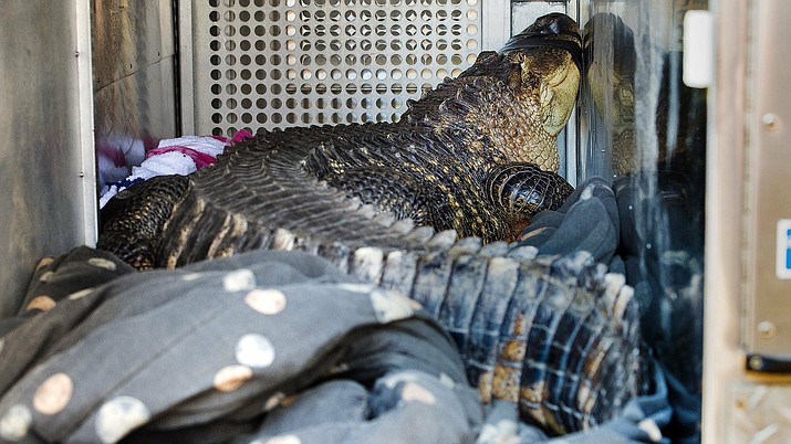A 6-foot-long, 150-pound alligator is seen Wednesday, Nov. 7, 2018. The alligator, named Catfish, was found in a hot tub by a landlord evicting a tenant in Kansas City, Mo. The tenant, Sean Casey, described the alligator, named Catfish, as "gentle as a puppy." The alligator was removed by animal control workers, and will be temporarily housed at the Monkey Island Rescue and Sanctuary in nearby Greenwood. (Tammy Ljungblad/The Kansas City Star via AP)
