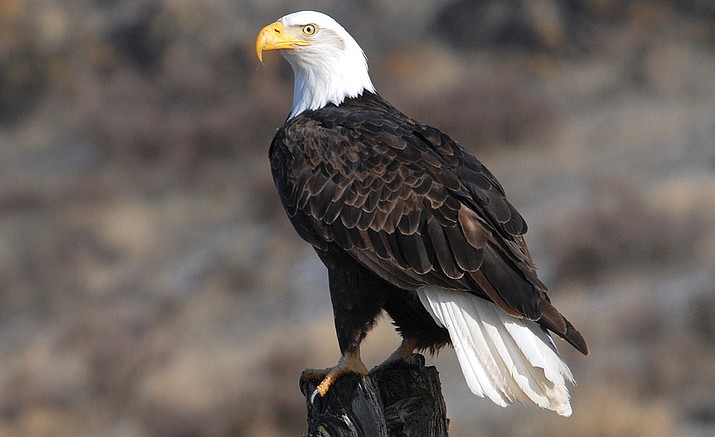 Record Number Of Bald Eagles Take First Flight In 2018 | The Verde ...