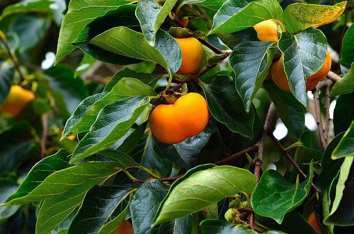Various compounds in the persimmon have anti-inflammatory and anti-infection properties. They are also high in fiber, Vitamins A, C, potassium, copper and phosphorus. (Adobe Images)