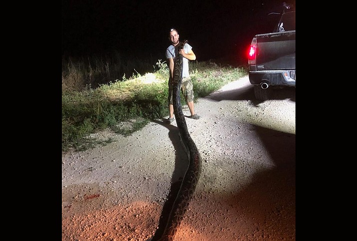 Trapper Kyle Penniston captured a 17-foot, 5-inch female Burmese python while hunting on water management district lands in Miami-Dade County this week. (South Florida Water Management District)