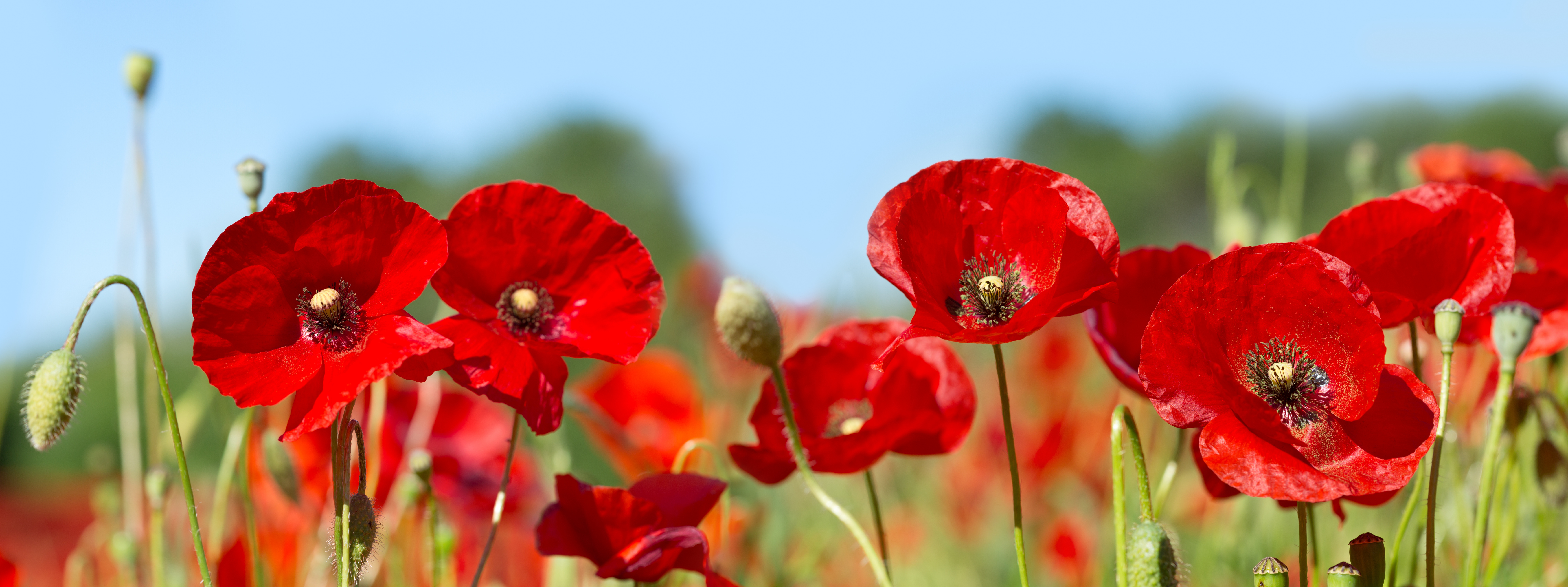 remembrance poppy flower