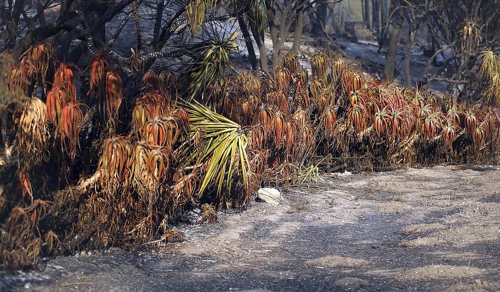 Plants that have been seared by flames are seen on Windermere Drive in the Point Dume area of Malibu, Calif., Saturday, Nov. 10, 2018. Known as the Woolsey Fire, it has consumed tens of thousands of acres and destroyed dozens of homes. (AP Photo/Reed Saxon)