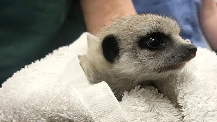 A one-month-old meerkat that went missing from Perth Zoo has been returned. (Western Australia Police)