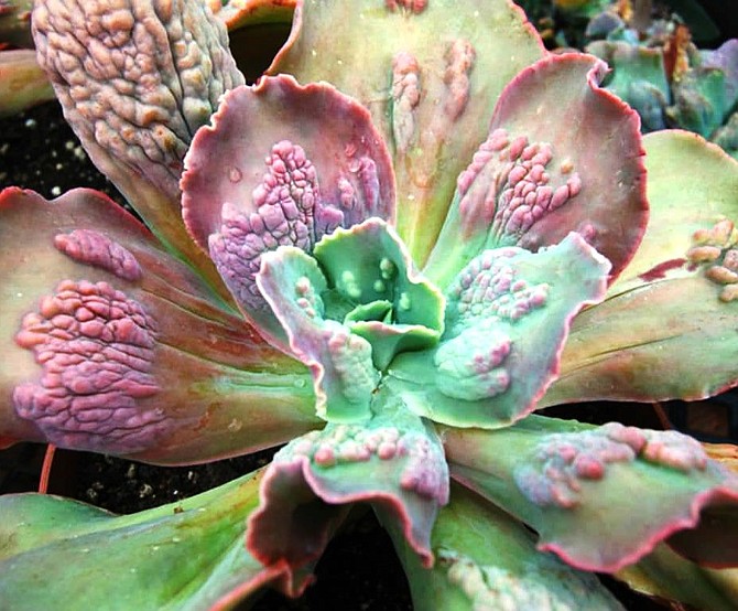Photo detail