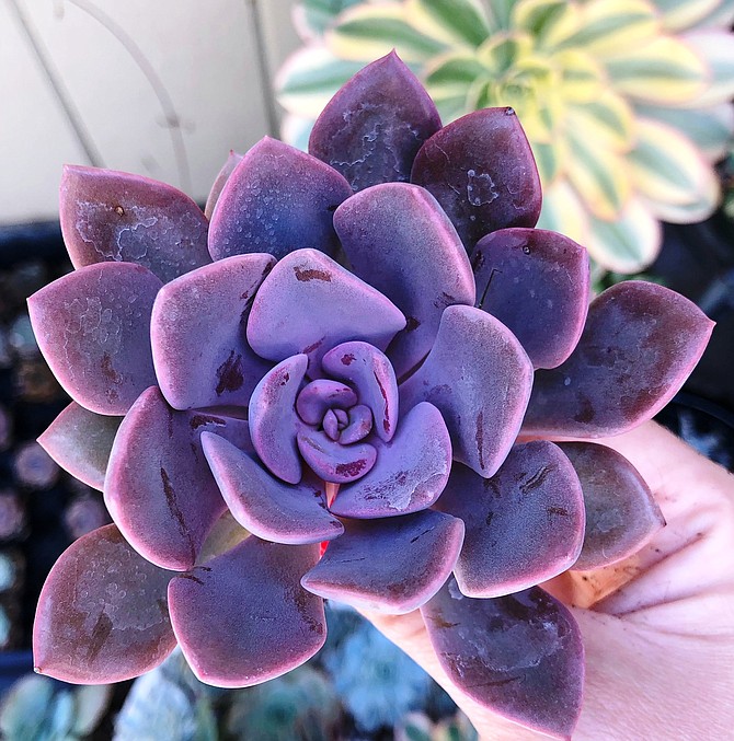 Photo detail