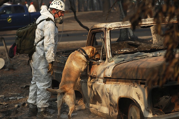 A recovery dog searches for human remains Friday, Nov. 16, 2018, in Paradise, Calif. Searchers are in a race against time with long-awaited rains expected in the Northern California fire zone where dozens bodies have been recovered so far. (John Locher/AP, File)