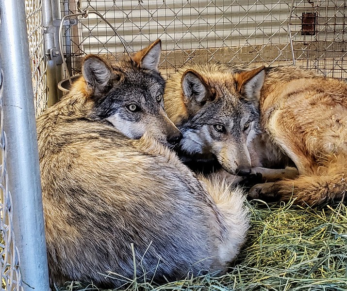 The young Mexican gray wolves that arrived at Heritage Park Zoo on Nov. 14 were photographed before they were released into their pen on the zoo grounds. The 1½-year-old siblings are mostly full-grown, although they are expected to bulk up somewhat as they get older. (Courtesy/Heritage Park Zoo)
