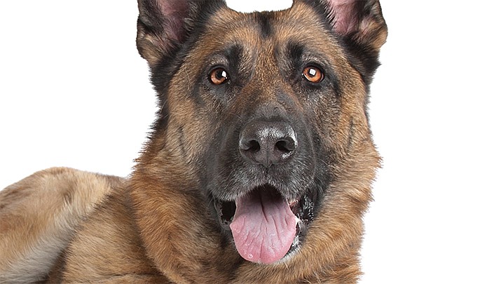 Greta, a 5-year-old German shepherd, barked to wake up her owner in the middle of the night earlier this month and alerted him to a leak from a propane stove. (Stock art)