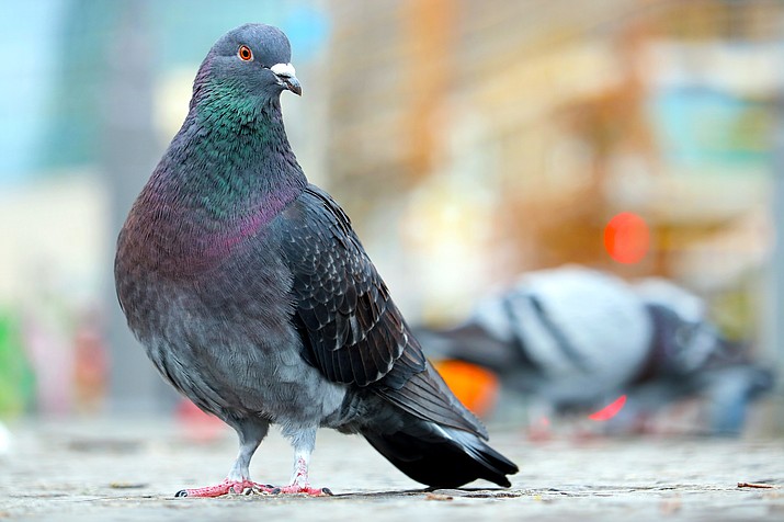 Bedazzled pigeon found in Arizona city reunited with owners | Kingman ...