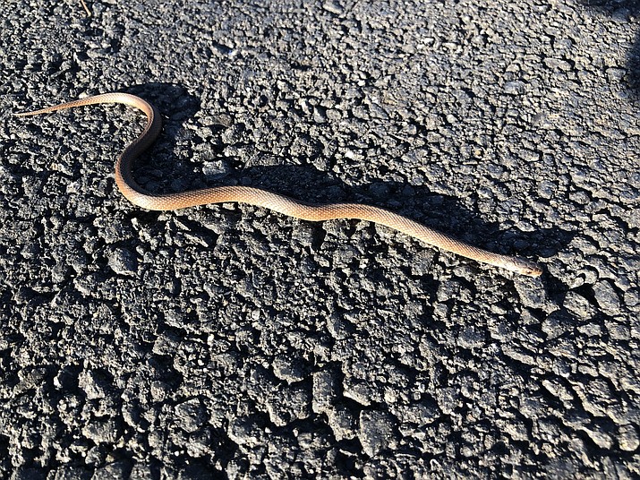 A small snake in Herndon, Virginia, seen the day before Thanksgiving. By this time of year the snake should have been hibernating. (Eric Moore/ Courtesy)