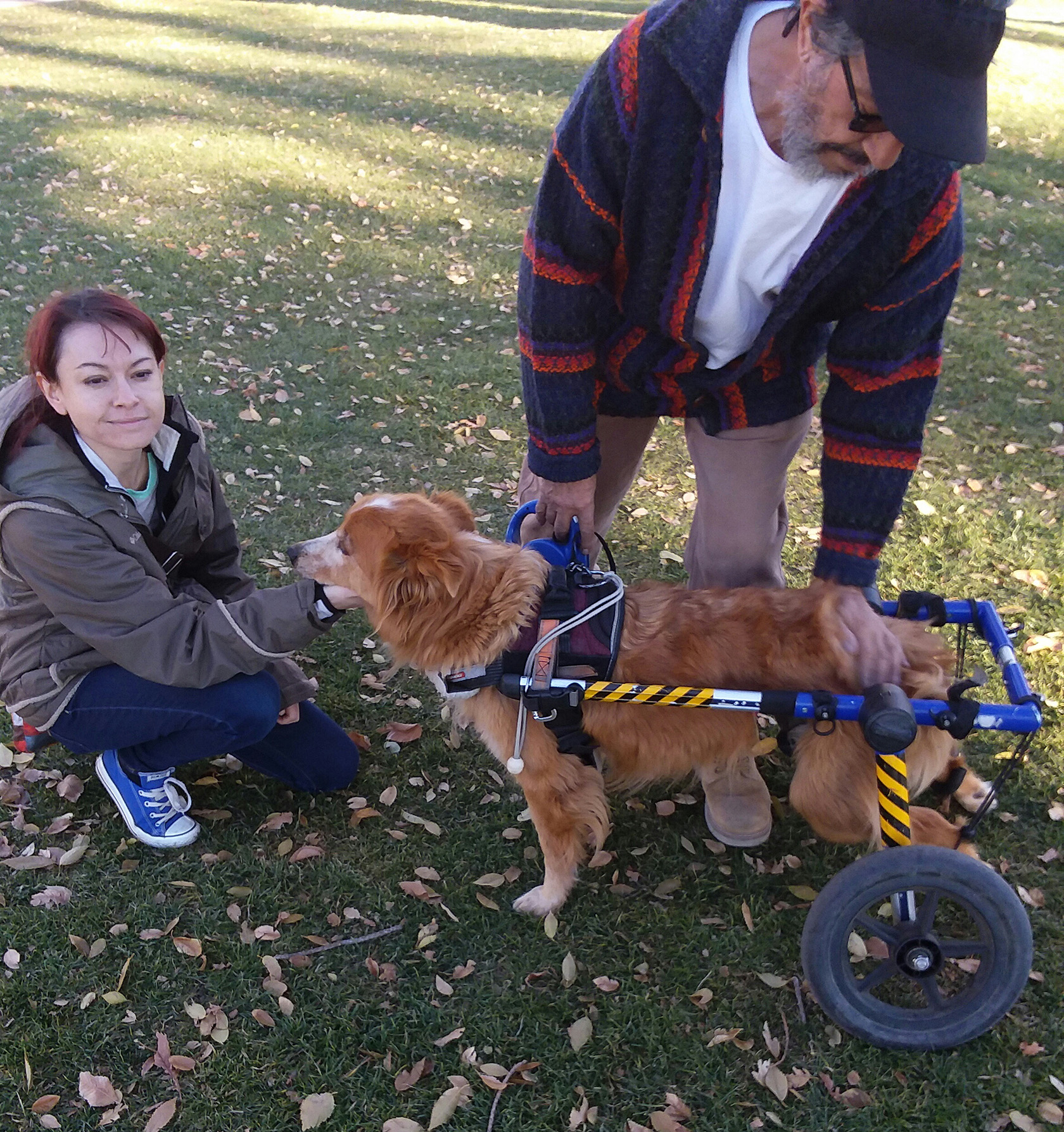 All About Pets A Wheelchair Dog! And a law or two! The Daily Courier