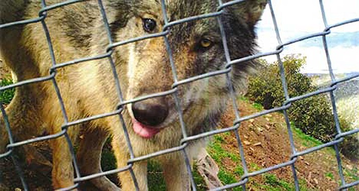 This 2018 photo provided by the California Wolf Center shows a young male Mexican wolf that escaped from the Colorado Wolf and Wildlife Center Nov. 11. (California Wolf Center via AP)emy (Photo/U.S. National Archives)