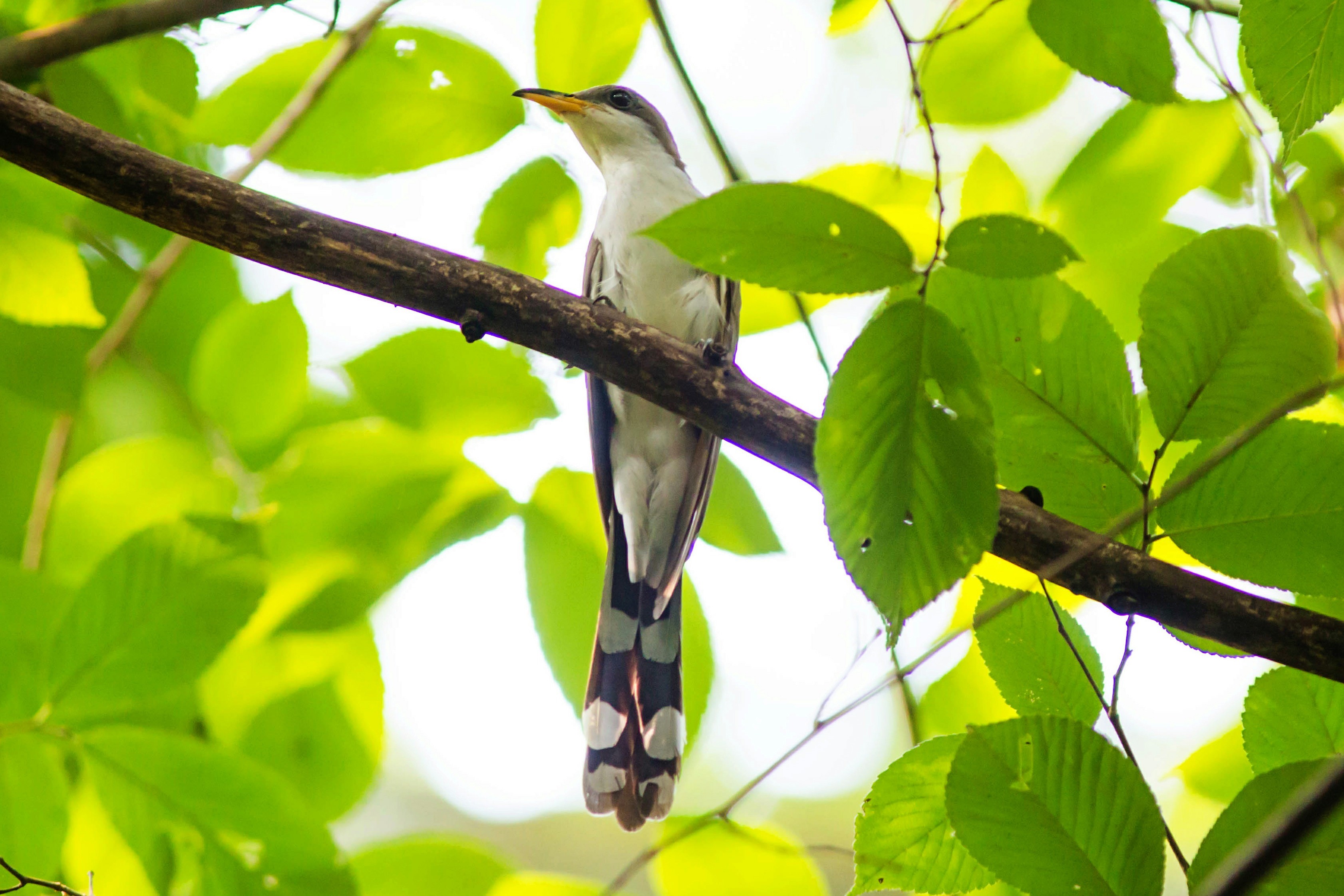 Coccyzus americanus. Bird Walking Stages.