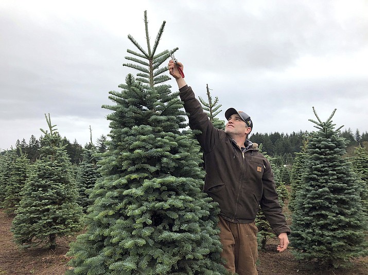 In this November 2018 photo, Casey Grogan, owner of Silver Bells Tree Farm and president of the Pacific Northwest Christmas Tree Association, trims a noble fir at his 400-acre Christmas tree farm in Silverton, Ore. Christmas tree farmers are pushing back against the increasing popularity of artificial trees with a social media advertising campaign called "It's Christmas. Keep It Real!" (AP Photo/Gillian Flaccus)