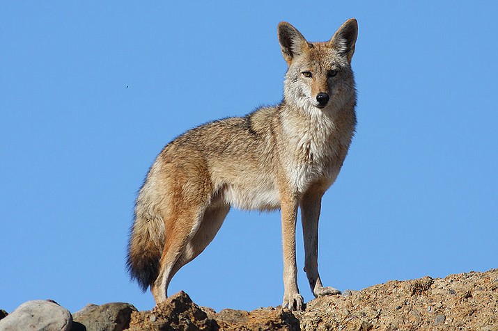 Coyotes are seen more commonly in the daylight hours when the weather turns cold. (Photo/USFWS)