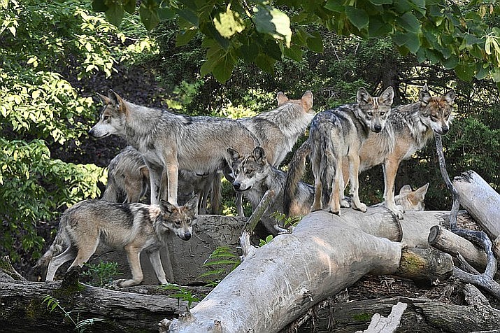 Record number of Mexican gray wolves found dead in 2018 | Kingman Daily