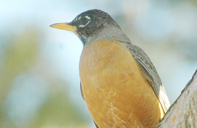 Photo detail