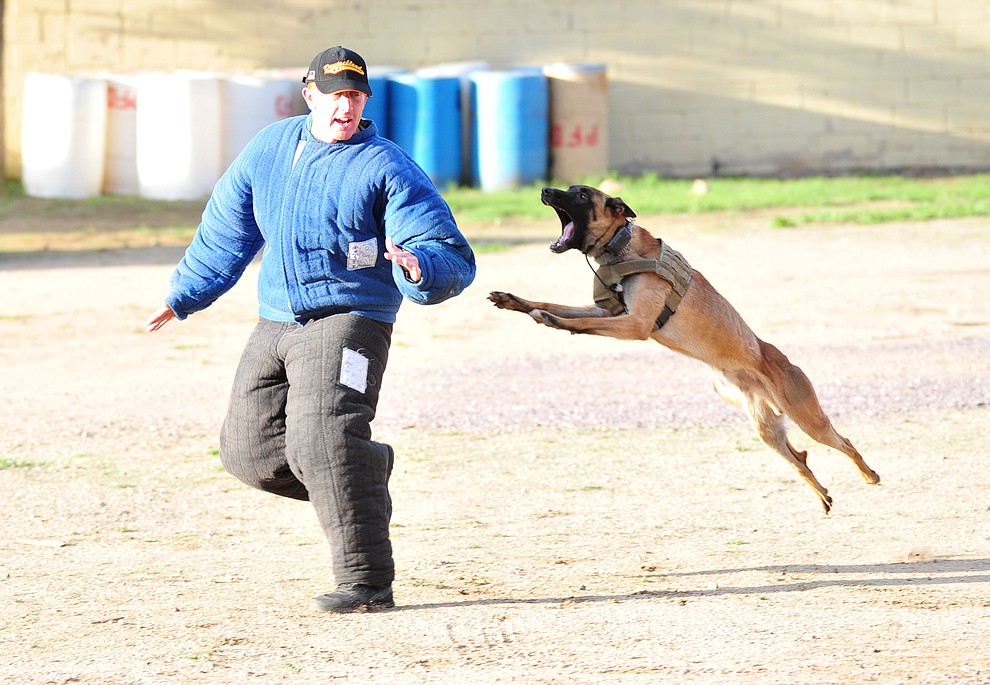 Maricopa County Sheriff K-9 Macho flies through the air at "suspect" Jason Jambor as police K-9 handlers and their partners from throughout Arizona who are attending the 26th annual Canine Survival Seminar at Yavapai College hold a public demonstration at the Prescott Rodeo Grounds Tuesday, July 17, 2018.(Les Stukenberg/Courier)