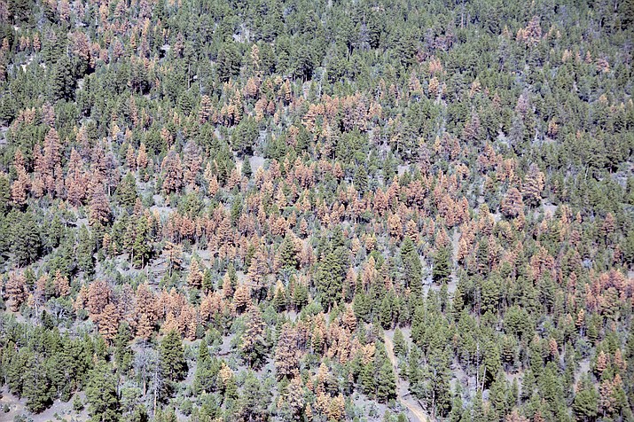 Dead ponderosa pine trees Oct. 21, 2018, on the Apache-Sitgreaves National Forest near Overgaard. Aerial surveys of forested land in Arizona and New Mexico show large swaths of dead trees following an unusually dry winter that aided pests such as bark beetles. (U.S. Forest Service via AP)