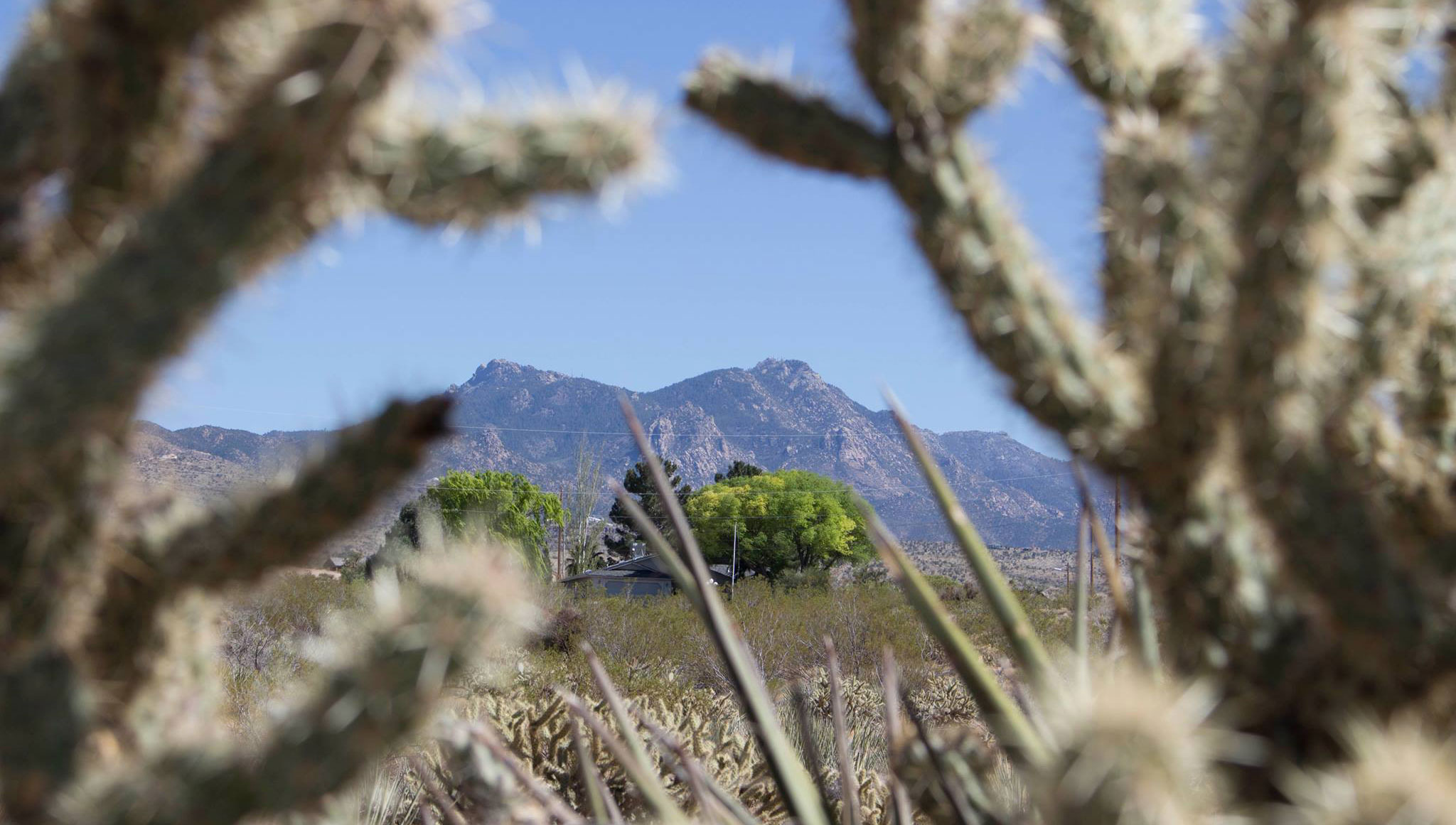Aerial surveys show dead trees in Arizona, New Mexico Kingman Daily