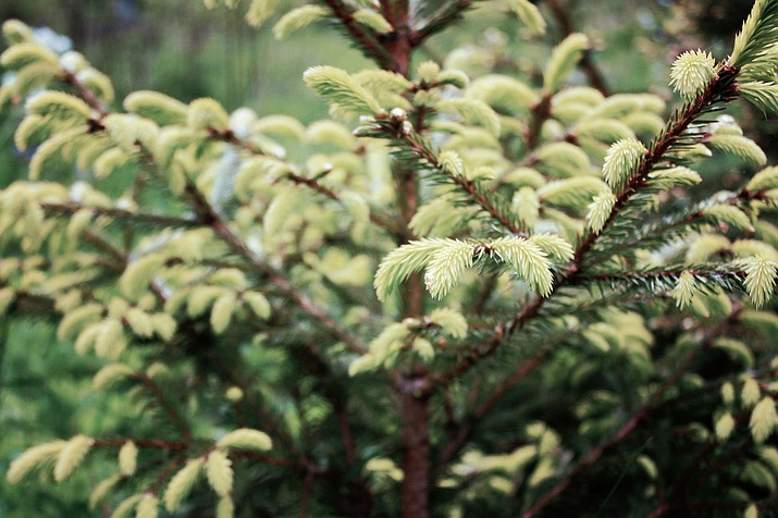Late winter through early spring is the best time for planting evergreen and deciduous trees. (Courtesy)