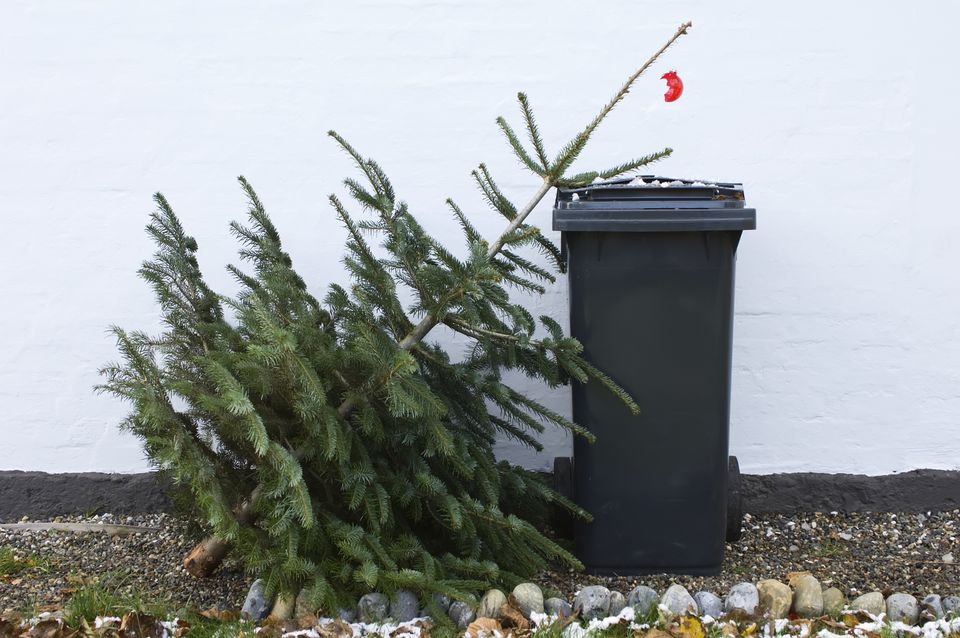 Christmas trees: it's time for them to come down, disposal
