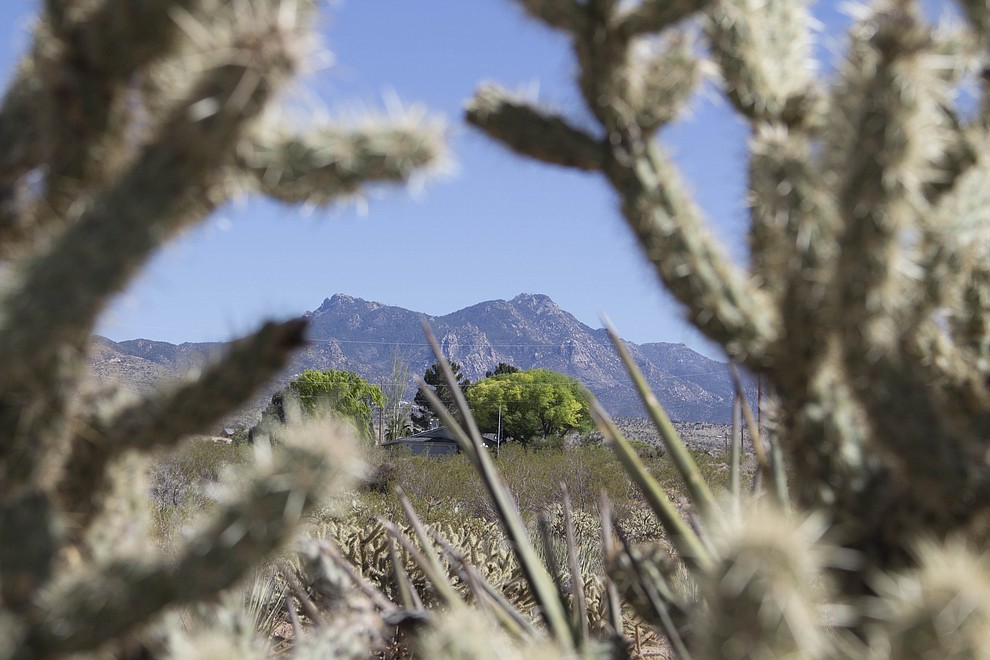 April 18 – Hualapai Mountain Park is Kingman’s shining jewel, a county park just a few miles outside of town covering 2,300 acres with elevations from 6,000 to 8,000 feet. (Photo by Hubble Ray Smith/Daily Miner)