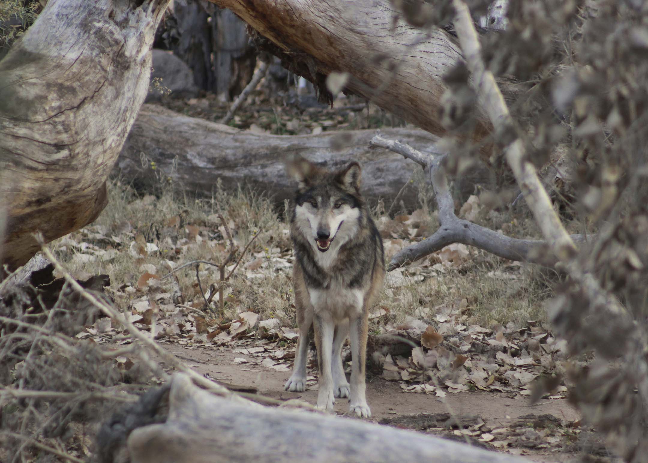 Gray wolf arrives at New Mexico zoo for recovery program | Williams