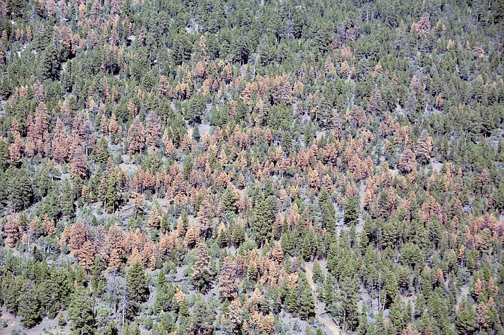 This Oct. 21, 2018 photo provided by the U.S. Forest Service in December 2018 shows dead ponderosa pine trees on the Apache-Sitgreaves National Forest near Overgaard, Ariz. Aerial surveys of forested land in Arizona and New Mexico show large swaths of dead trees following an unusually dry winter that aided pests such as bark beetles. (U.S. Forest Service via AP)