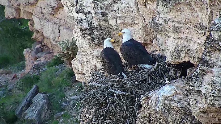 During the 2018 breeding season, a record 87 young hatched and 70 reached the important milestone of their first flight, known as fledging. (photo/AZGFD)