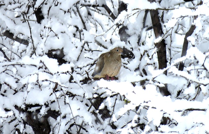 A dove waits out the storm in a snow-bedecked mesquite tree. Melissa Bowersock