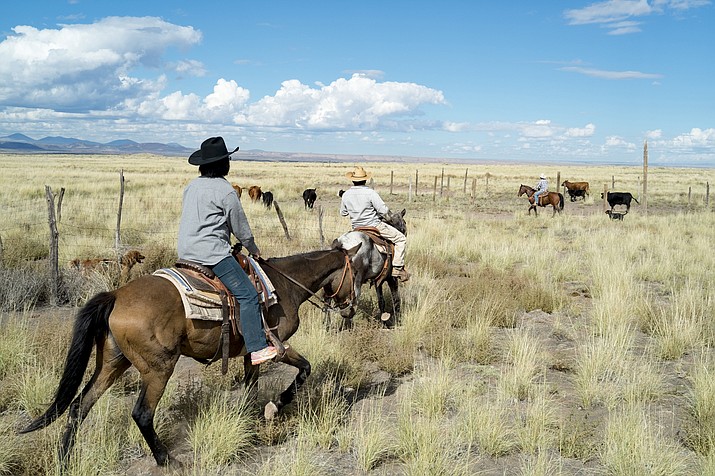 By 2020 Navajo Nation ranchers will see an increase of $2 for grazing fees. (Loretta Yerian/NHO)