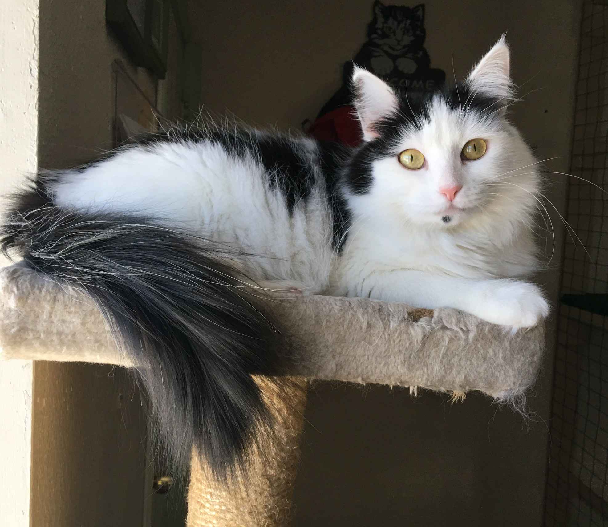 Pet Focus: Josephine — Catty Shack | The Daily Courier | Prescott, AZ