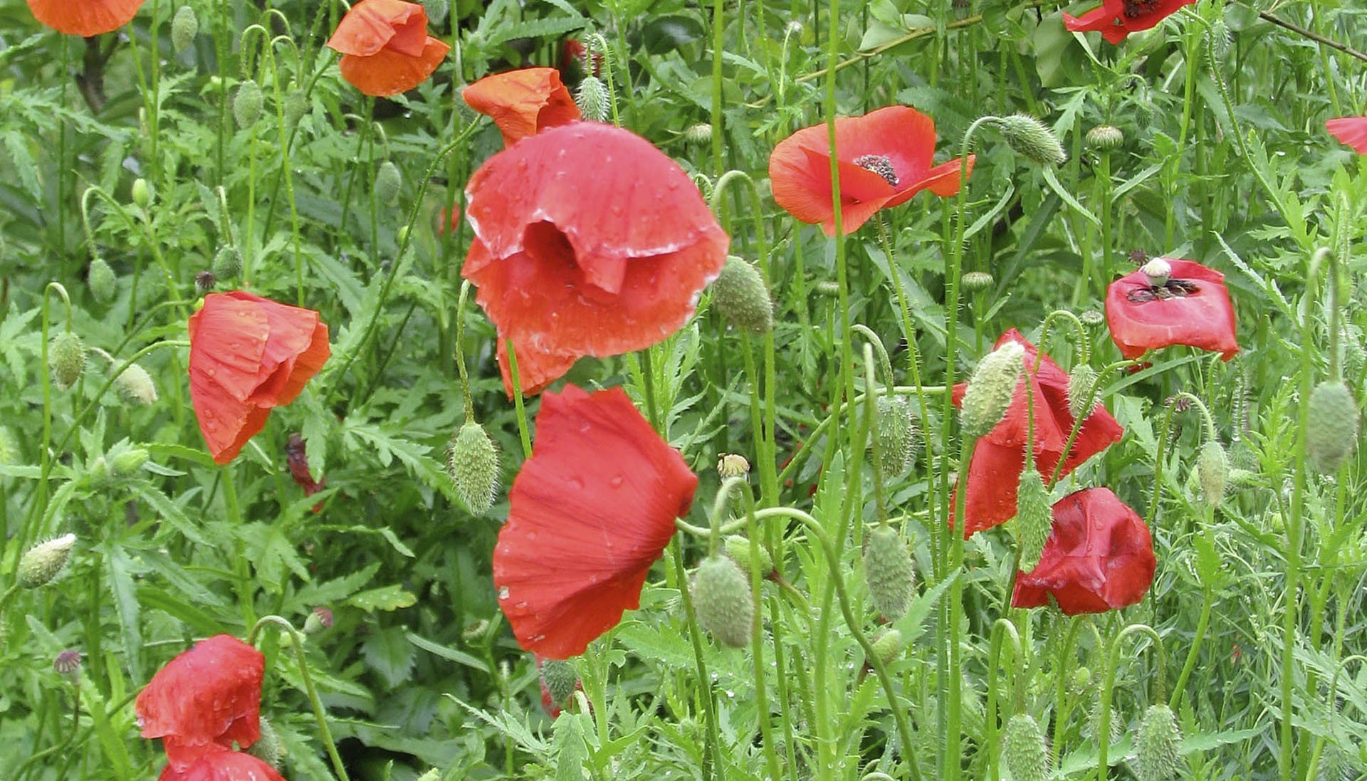 Poppies are tougher than they look and can be sown early | The Daily ...