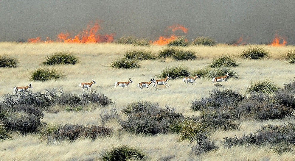 A herd of pronghorn run from a fast moving wildland fire burns along the north side of Highway 89A between Glassford Hill Road and Granite Dells Parkway Monday Jan. 21, 2019 in Prescott Valley. (Les Stukenberg/Courier).