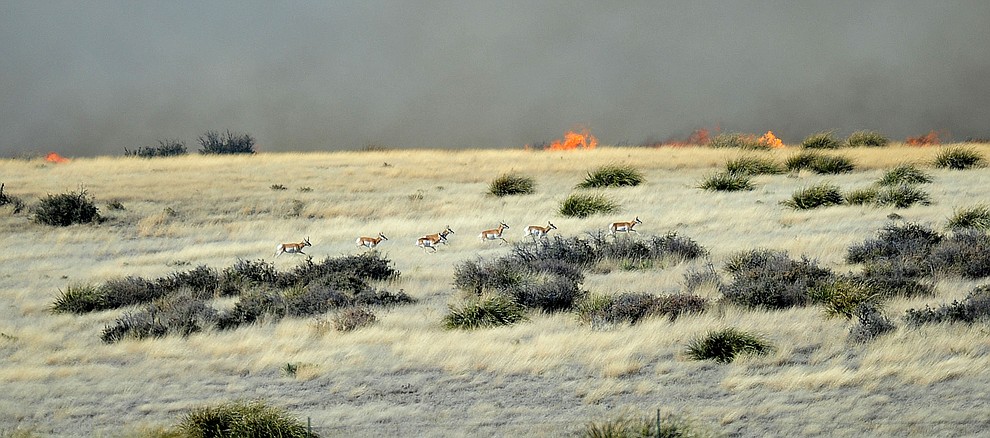 A herd of pronghorn run from a fast moving wildland fire burns along the north side of Highway 89A between Glassford Hill Road and Granite Dells Parkway Monday Jan. 21, 2019 in Prescott Valley. (Les Stukenberg/Courier).