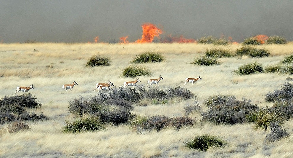 A herd of pronghorn run from a fast moving wildland fire burns along the north side of Highway 89A between Glassford Hill Road and Granite Dells Parkway Monday Jan. 21, 2019 in Prescott Valley. (Les Stukenberg/Courier).