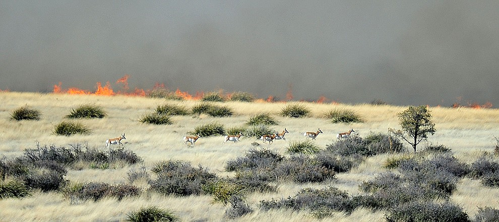 A herd of pronghorn run from a fast moving wildland fire burns along the north side of Highway 89A between Glassford Hill Road and Granite Dells Parkway Monday Jan. 21, 2019 in Prescott Valley. (Les Stukenberg/Courier).