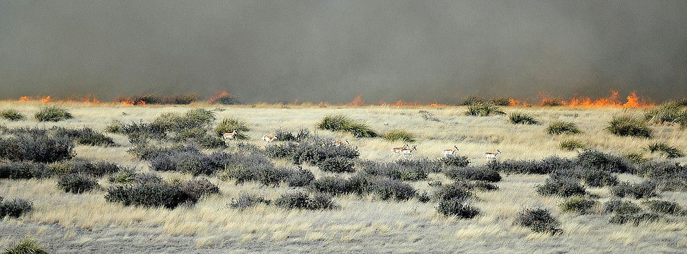 A herd of pronghorn run from a fast moving wildland fire burns along the north side of Highway 89A between Glassford Hill Road and Granite Dells Parkway Monday Jan. 21, 2019 in Prescott Valley. (Les Stukenberg/Courier).