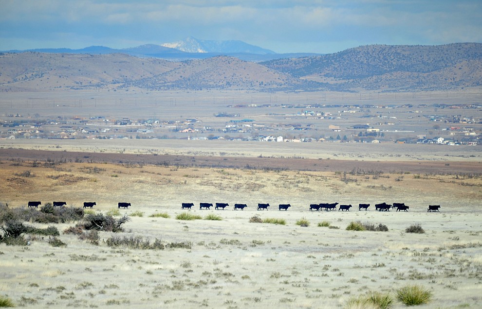 Cows move from the path of a fast moving wildland fire burns along the north side of Highway 89A between Glassford Hill Road and Granite Dells Parkway Monday Jan. 21, 2019 in Prescott Valley. (Les Stukenberg/Courier).