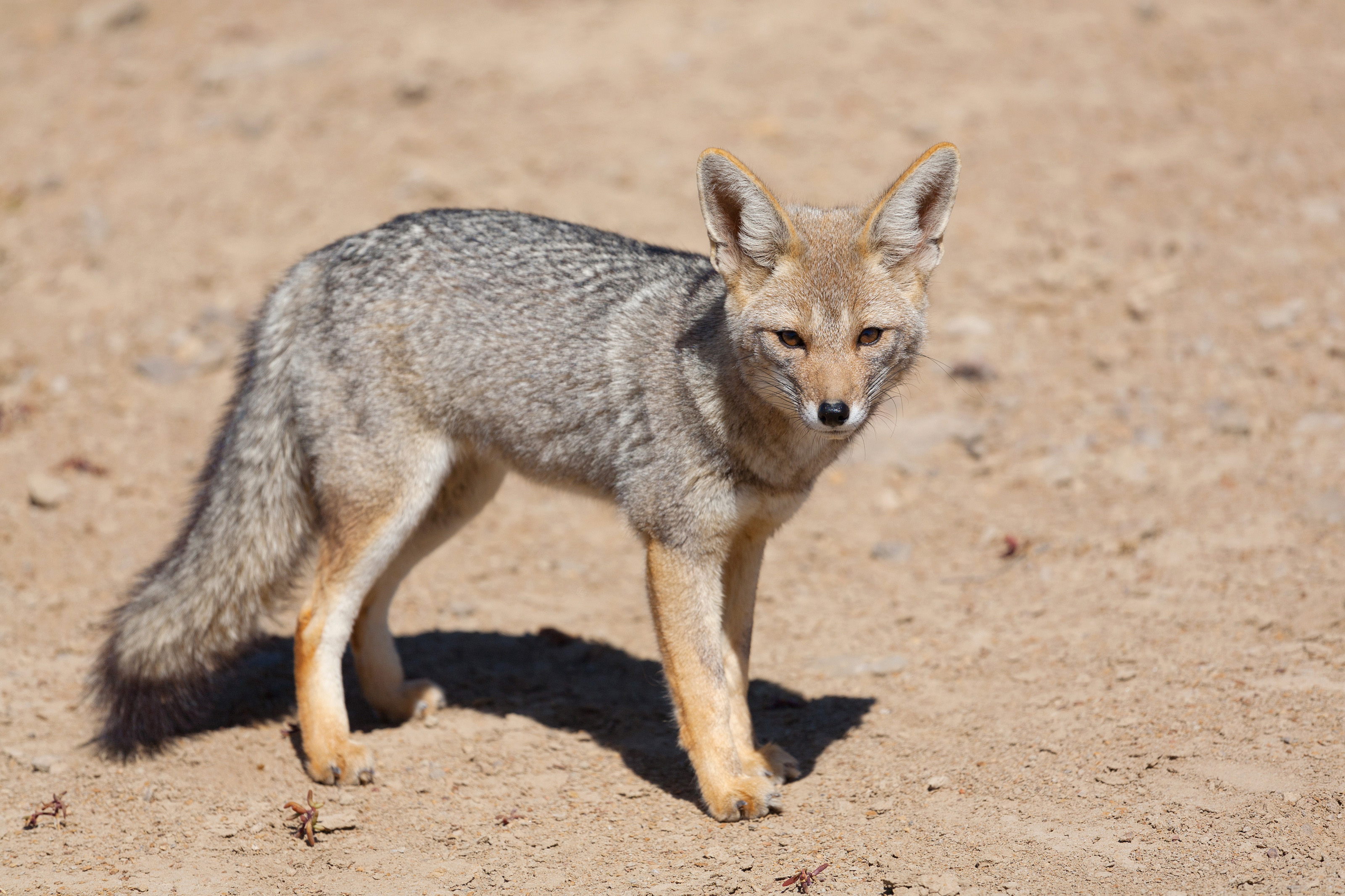 Arizona Toddler Attacked by Coyote While Playing at the Park Is Being  Treated for Rabies