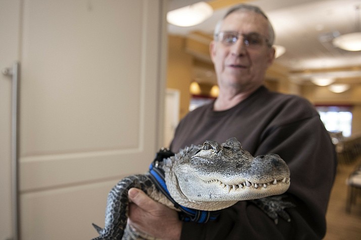Joie Henney holds up Wally, a 4-foot-long emotional support alligator, at the SpiriTrust Lutheran Village in York, Pa. Henney says he received approval from his doctor to use Wally as his emotional support animal after not wanting to go on medication for depression. (Ty Lohr/York Daily Record via AP)