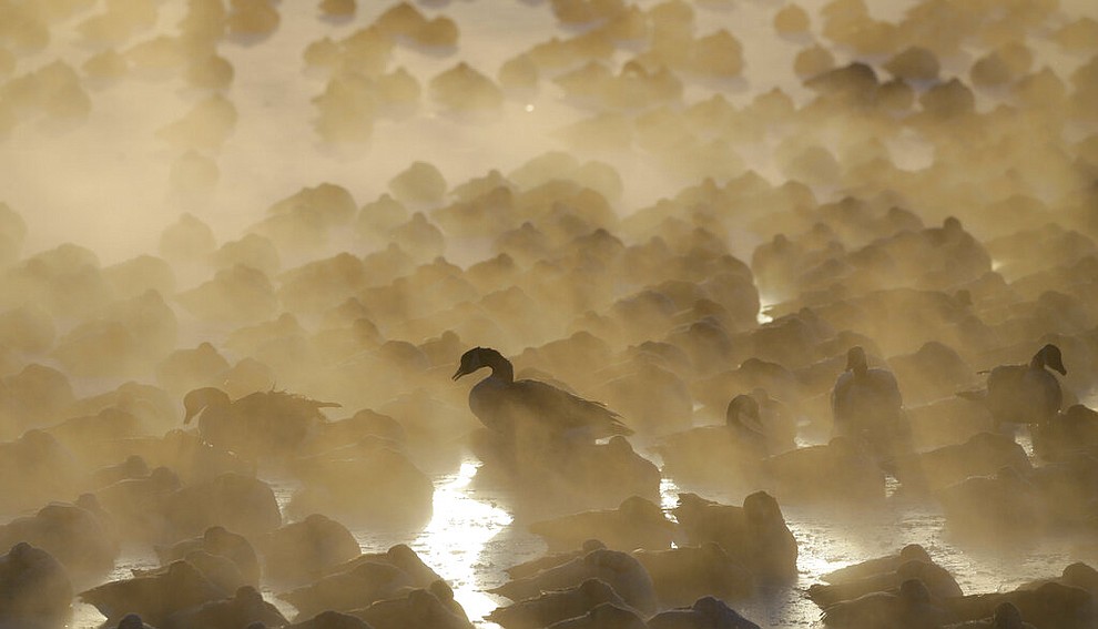 Geese huddle in the water as the sun rises at the harbor in Port Washington, Wis., on Wednesday, Jan. 30, 2019. A deadly arctic deep freeze enveloped the Midwest with record-breaking temperatures. (AP Photo/Jeffrey Phelps)