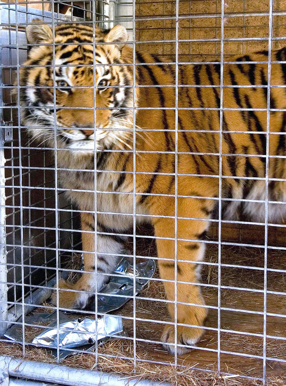 Prescott 01-18-09.Matt Hinshaw/The Daily Courier.Cassie a three-year-old female Bengal tiger paces back and forth in her transportation cage at the Heritage Park Zoo Sunday morning in Prescott..