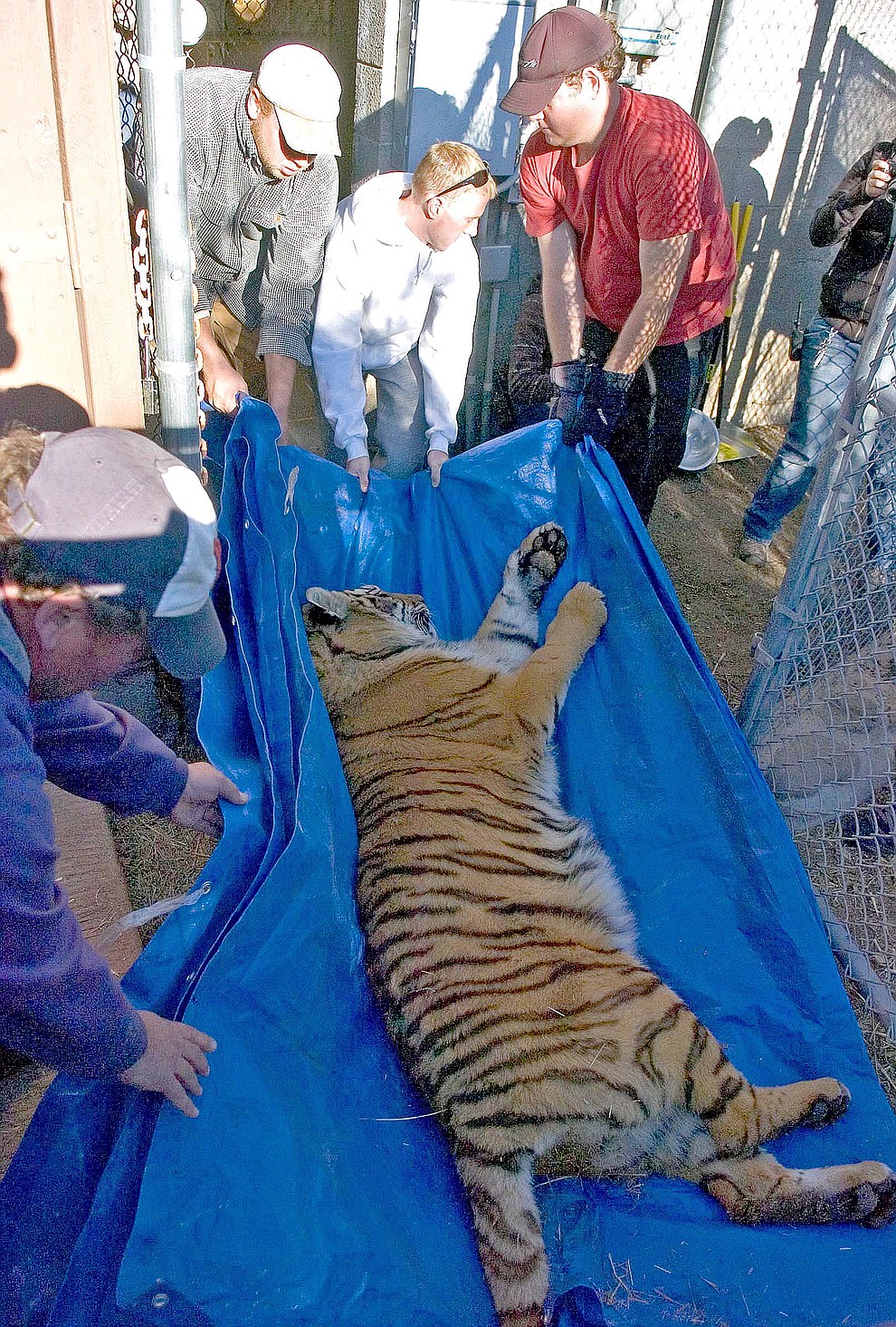 Prescott 01-18-09.Matt Hinshaw/The Daily Courier.Employees and volunteers of the Heritage Park Zoo move the latest addition to the Zoo, Cassie a three-year-old female Bengal tiger, into her habitat Sunday morning in Prescott. .
