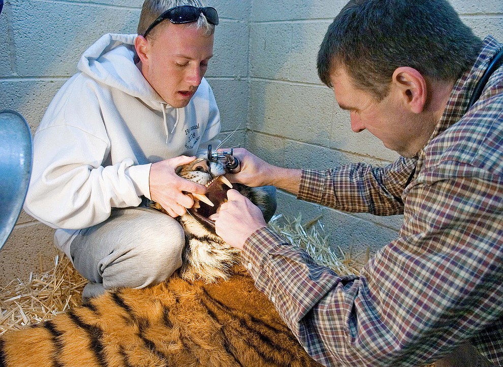 Prescott 01-18-09.Matt Hinshaw/The Daily Courier.Dr. Kenneth Skinner, right, and Veterinarian Assistant Adam Staerkel from the Prescott Animal Hospital examine the latest addition to the Heritage Park Zoo, Cassie a three-year-old female Bengal tiger, Sunday morning in Prescott. .