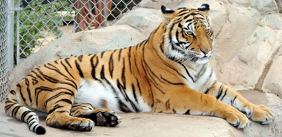 Prescott - August 16, 2010.Brett Soldwedel/The Daily Courier.Cassie, a 4-year-old female Bengal tiger, came from the zoo in Royal Nebraska and arrived at Heritage Park Zoo in January 2009. Bengals are the second largest tiger in the world and Cassie weighs in at 340 lbs.