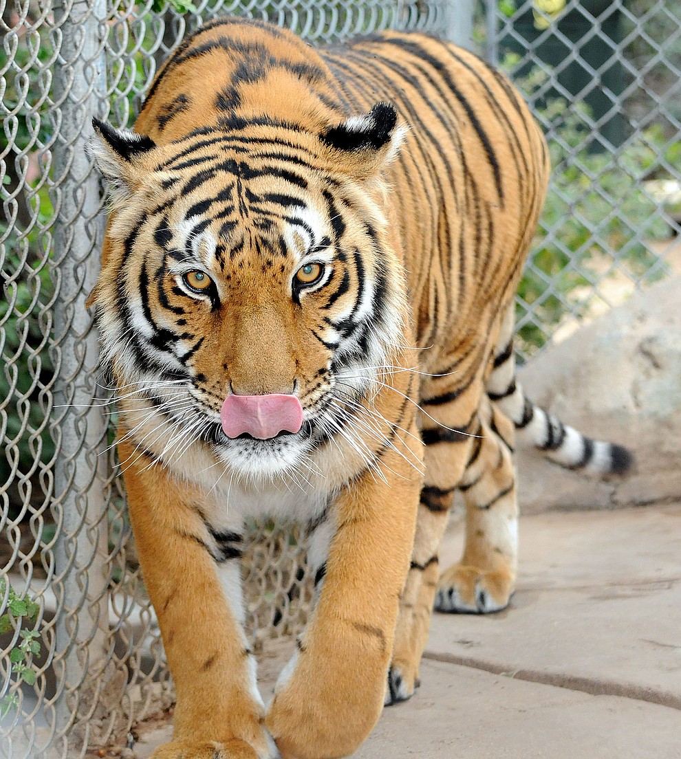 Prescott - August 16, 2010.Brett Soldwedel/The Daily Courier.Cassie, a 4-year-old female Bengal tiger, came from the zoo in Royal Nebraska and arrived at Heritage Park Zoo in January 2009. Bengals are the second largest tiger in the world and Cassie weighs in at 340 lbs.