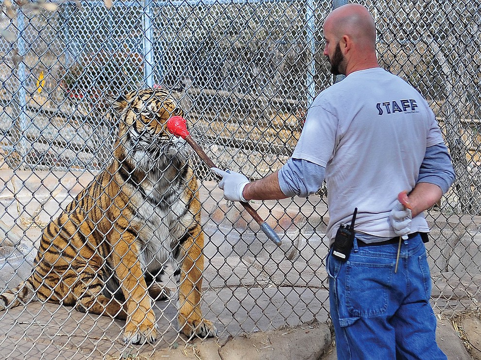 Prescott 01-23-13.Matt Hinshaw/The Daily Courier.Heritage Park Zoological Sanctuary Keeper Curtis Harkrader works on targeting with Bengal Tiger Cassie Wednesday morning in Prescott.
